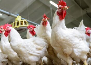 أسعار الدواجن في مصر اليوم الجمعة 5-1-2024