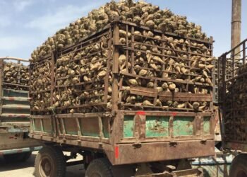 المصيلحي: زراعة 600 ألف فدان بنجر وحوافز للمزراعين لزيادة التوريد