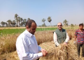 بدء موسم توريد القمح