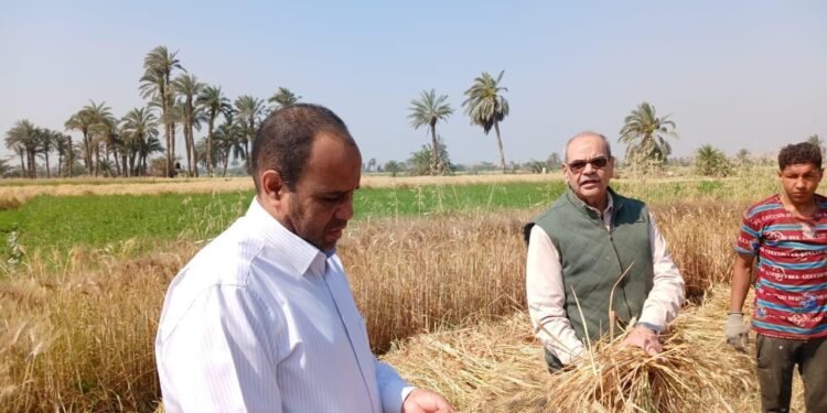 بدء موسم توريد القمح