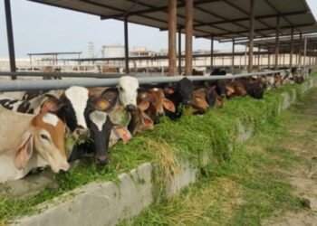 التموين: طرح 20 ألف رأس ماشية خلال عيد الأضحي بالمجمعات الاستهلاكية