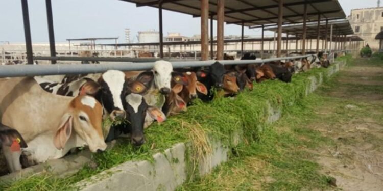 التموين: طرح 20 ألف رأس ماشية خلال عيد الأضحي بالمجمعات الاستهلاكية