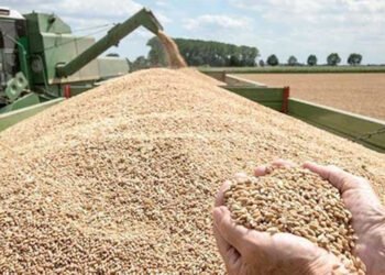 مصر تستهدف زراعة 3.5 مليون فدان قمح في العام المالي 2024-2025