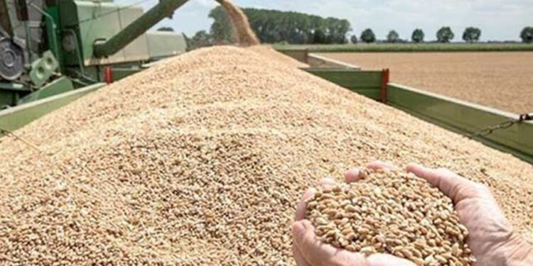 مصر تستهدف زراعة 3.5 مليون فدان قمح في العام المالي 2024-2025