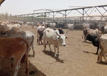 التموين: ضخ 40 طنا من اللحوم الطازجة يومياً بالمنافذ الاستهلاكية