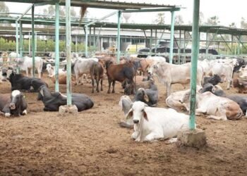 مصر الخير تطلق حملة صك الأضحية رسمياً للعام العاشر علي التوالي