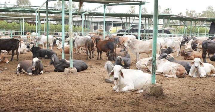 مصر الخير تطلق حملة صك الأضحية رسمياً للعام العاشر علي التوالي