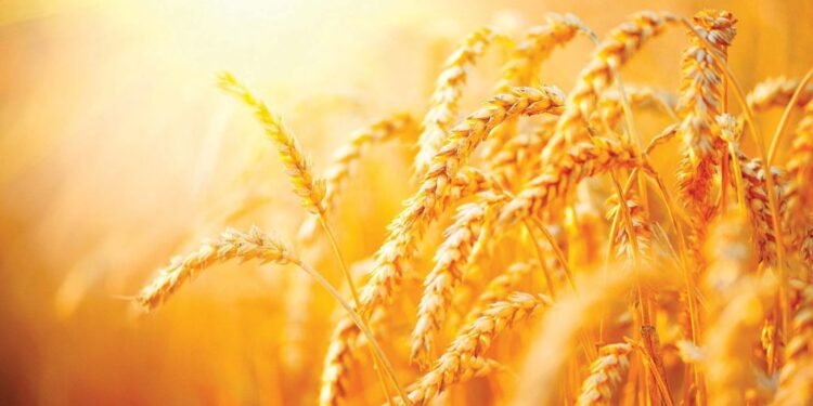 التموين: توريد 1.5 مليون طن قمح محلي حتي الآن بنسبة 40% من المستهدف