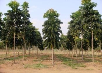 البيئة تعلن زراعة 1.4 مليون شجرة خلال 2023