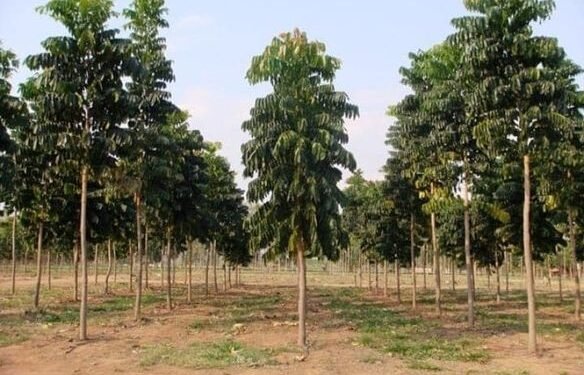 البيئة تعلن زراعة 1.4 مليون شجرة خلال 2023