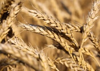 وزير التموين: مصر تخفض استيراد القمح 17% في 2024