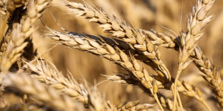 وزير التموين: مصر تخفض استيراد القمح 17% في 2024