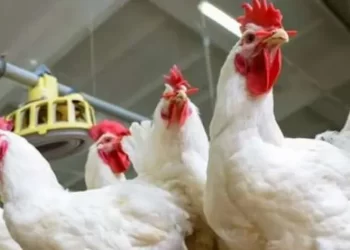الغرف التجارية: تراجع حجم الإنتاج المحلي من 1.5 مليار إلى 900 ألف دجاجة