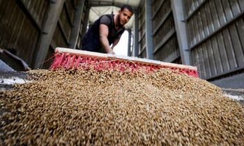 الحكومة تخفض هدف الاكتفاء الذاتي من القمح لعام 2025 إلى 51%