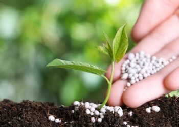 “إتش تو جلوبال” المدعومة من ألمانيا توافق على شراء الأمونيا الخضراء من مصر