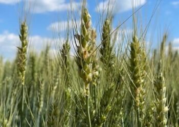 تحالف صيني مصري يسعى لزراعة مليون فدان بنحو 7 مليارات دولار