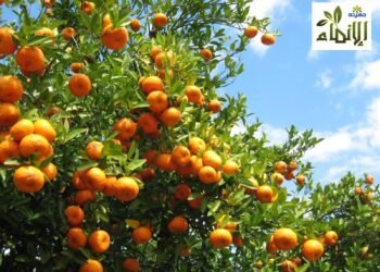 “الإنماء للتنمية الزراعية” التابعة لجهينه تحصل على ثلاث شهادات دولية لتعزيز الاستدامة والجودة