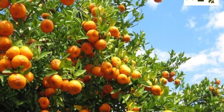 “الإنماء للتنمية الزراعية” التابعة لجهينه تحصل على ثلاث شهادات دولية لتعزيز الاستدامة والجودة