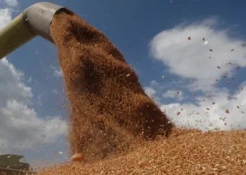 واردات مصر من القمح