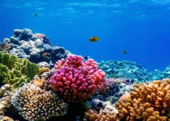 الشعاب المرجانية