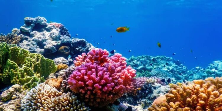 الشعاب المرجانية
