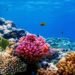 الشعاب المرجانية