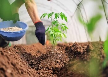 “ناس” الإماراتية تعتزم التقدم بعرض لرفع حصتها في “سماد مصر” إلى 90%