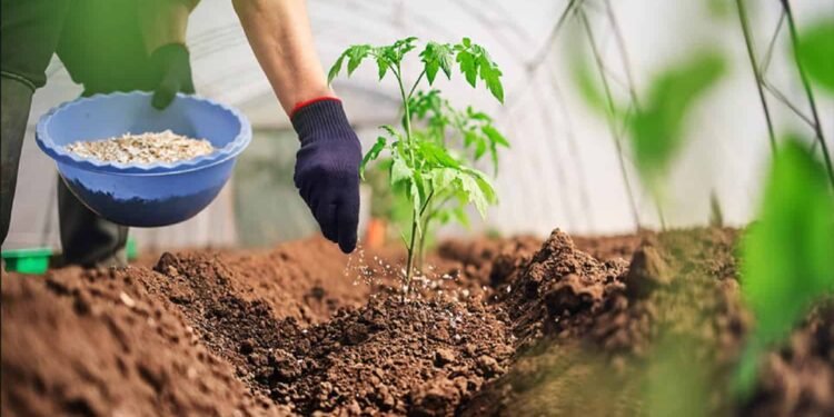 “ناس” الإماراتية تعتزم التقدم بعرض لرفع حصتها في “سماد مصر” إلى 90%