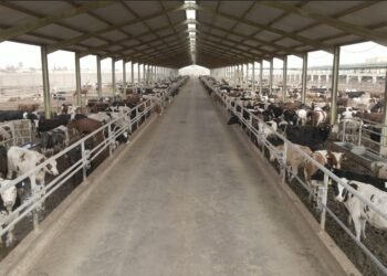 إطلاق برنامج بنك الطعام المصري لصك الأضحية للعام العشرين على التوالي فى جميع المحافظات