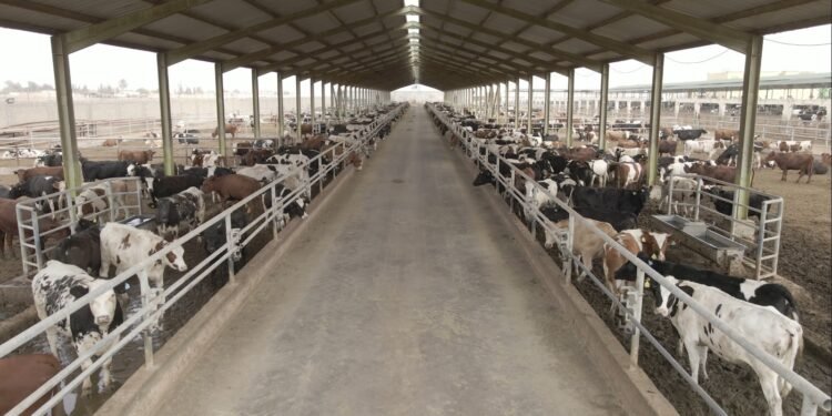 إطلاق برنامج بنك الطعام المصري لصك الأضحية للعام العشرين على التوالي فى جميع المحافظات