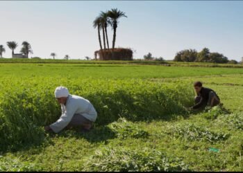 غرينبيس الشرق الأوسط توصي بتعزيز الاستثمارات الخضراء العادلة والشاملة في مصر