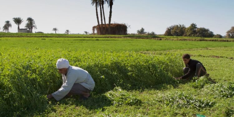 غرينبيس الشرق الأوسط توصي بتعزيز الاستثمارات الخضراء العادلة والشاملة في مصر
