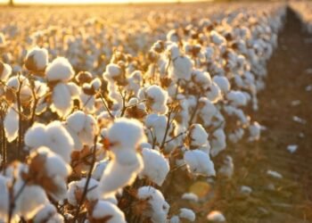 مصر مُقبلة على موسم قطن جديد بمخزون قياسي يبلغ 56 ألف طن