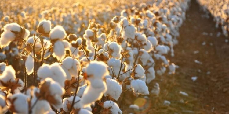 مصر مُقبلة على موسم قطن جديد بمخزون قياسي يبلغ 56 ألف طن