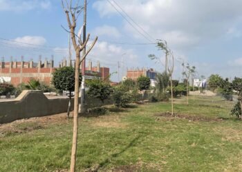 د.منال عوض: البدء في زراعة 970 شجرة متنوعة بعدد من المحاور والطرق الرئيسية