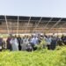 بعد نجاح تدريب 1000 مزارع.. «نستله مصر» توسع برنامج «ازرعها Smart» في 2026