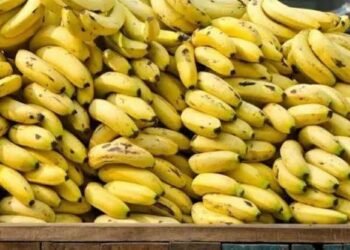 الزراعة تكشف حقيقة زيادة وزن الموز بعد الحصاد بنسبة 80%