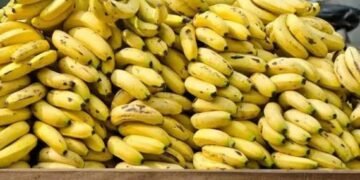الزراعة تكشف حقيقة زيادة وزن الموز بعد الحصاد بنسبة 80%
