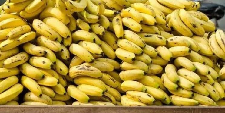 الزراعة تكشف حقيقة زيادة وزن الموز بعد الحصاد بنسبة 80%