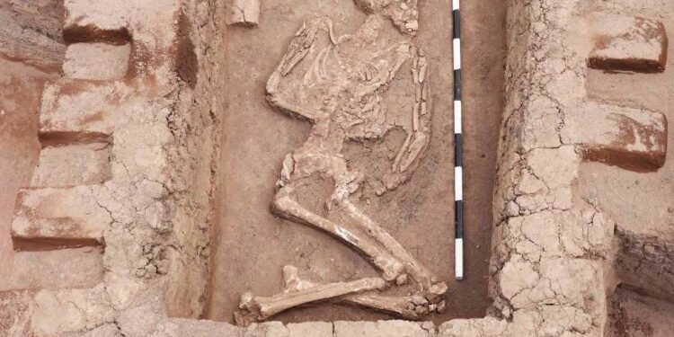 كشف أثري جديد في الدقهلية.. جبانة تمتد من عصور ما قبل الأسرات حتى العصر اليوناني والروماني