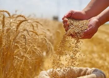 التموين تتسلم 4.719 مليون طن قمح محلي بنهاية موسم التوريد.. و17 محافظة أنهت التوريد