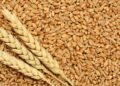 وزارة الزراعة: مصر تحقق أرقامًا غير مسبوقة في إنتاج وتوريد القمح