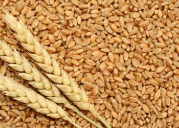 وزارة الزراعة: مصر تحقق أرقامًا غير مسبوقة في إنتاج وتوريد القمح