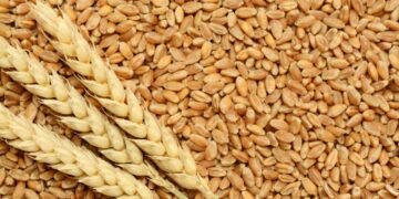 وزارة الزراعة: مصر تحقق أرقامًا غير مسبوقة في إنتاج وتوريد القمح