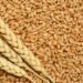 وزارة الزراعة: مصر تحقق أرقامًا غير مسبوقة في إنتاج وتوريد القمح