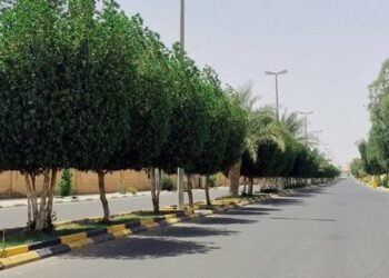 اشجار