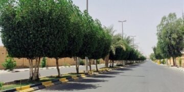 اشجار