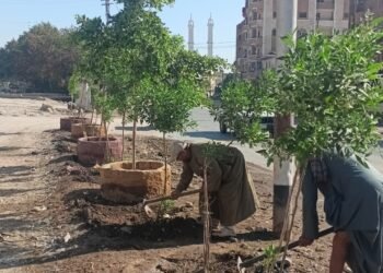 زراعة الأشجار