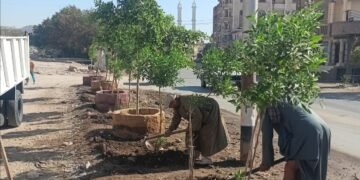 زراعة الأشجار