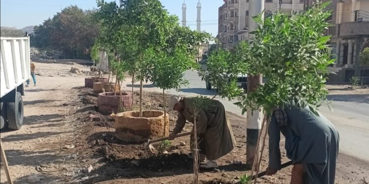 زراعة الأشجار